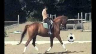 World Cup Horse Soccer League!