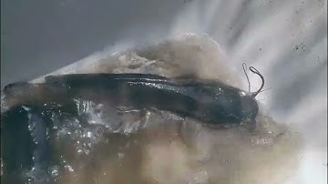 How to HARVEST, SORT and SELL Catfish from EARTHEN POND/ Fish Farming in Nigeria 🇳🇬