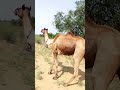 Camel female enjoying shorts camelofthar shortscameldailylife