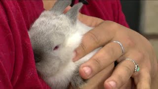 Angels of Assisi Pet of the Week:  Meet the Baby Rabbits!