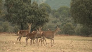 Red Natura 2000 celebra su 20 aniversario en Cabañeros