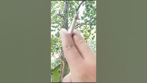 PENOMENA YG MENGEMPARKAN‼️KAYU JATI RAKSASA SEGERA DITEBANG@Cokrobilowo Channel