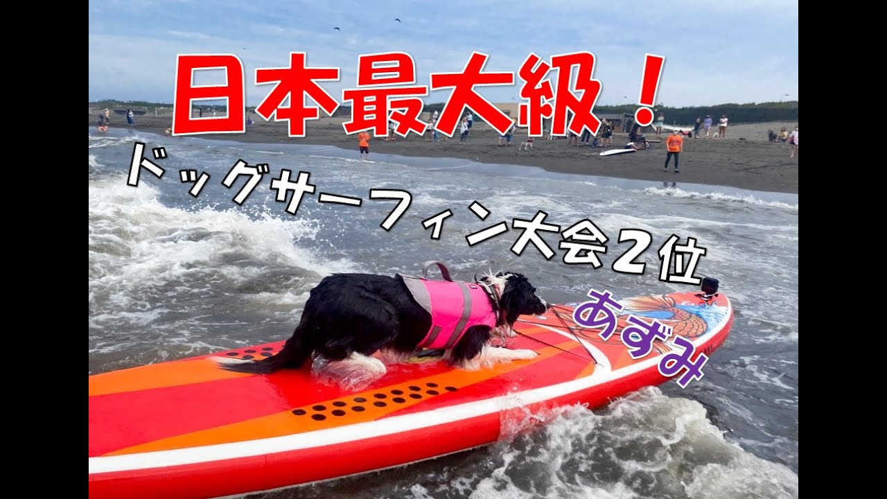 犬とサーフィン 日本最大級ドッグサーフィン大会２位 Youtube