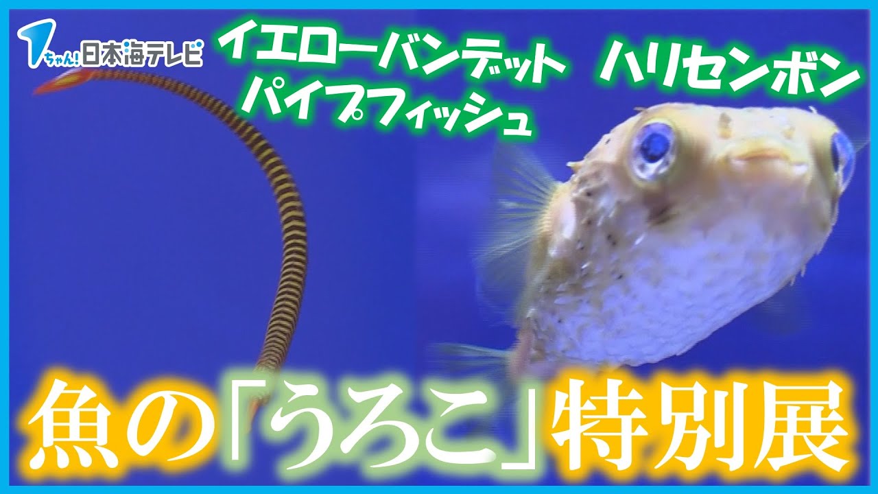 【うろこの世界】魚の「うろこ」の役割って？ うろこをテーマにした特別展示 島根県浜田市・江津市 - YouTube