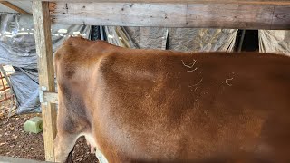 How to Tell When a Cow's Pins Drop How to Tell When a Cow's Pins Drop