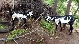 Three white goat and black