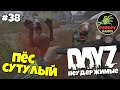 DayZ Неудержимые 38 серия "Пёс сутулый" Выживание с нуля вместе с Пикей