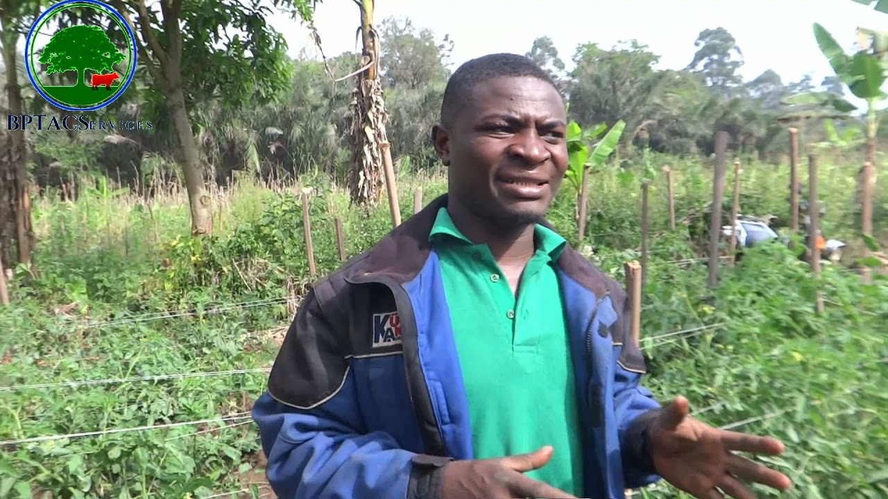 #Comment réussir la production de la tomate avec BPTACServices en saison sèche