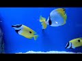 STUNNING AQUARIUM SEA CREATURES WITH RELAXING MUSIC