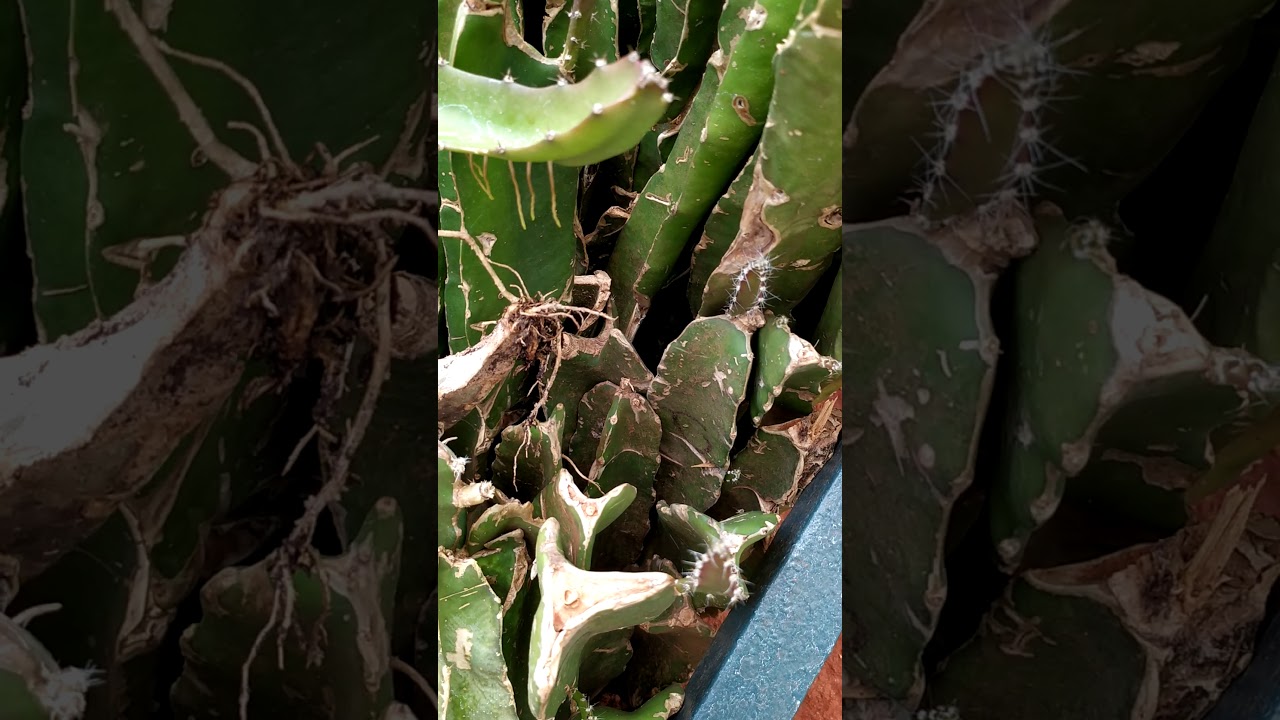 How to take care of dragon fruit plant