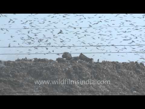 Largest garbage dump in north India - Ghazipur