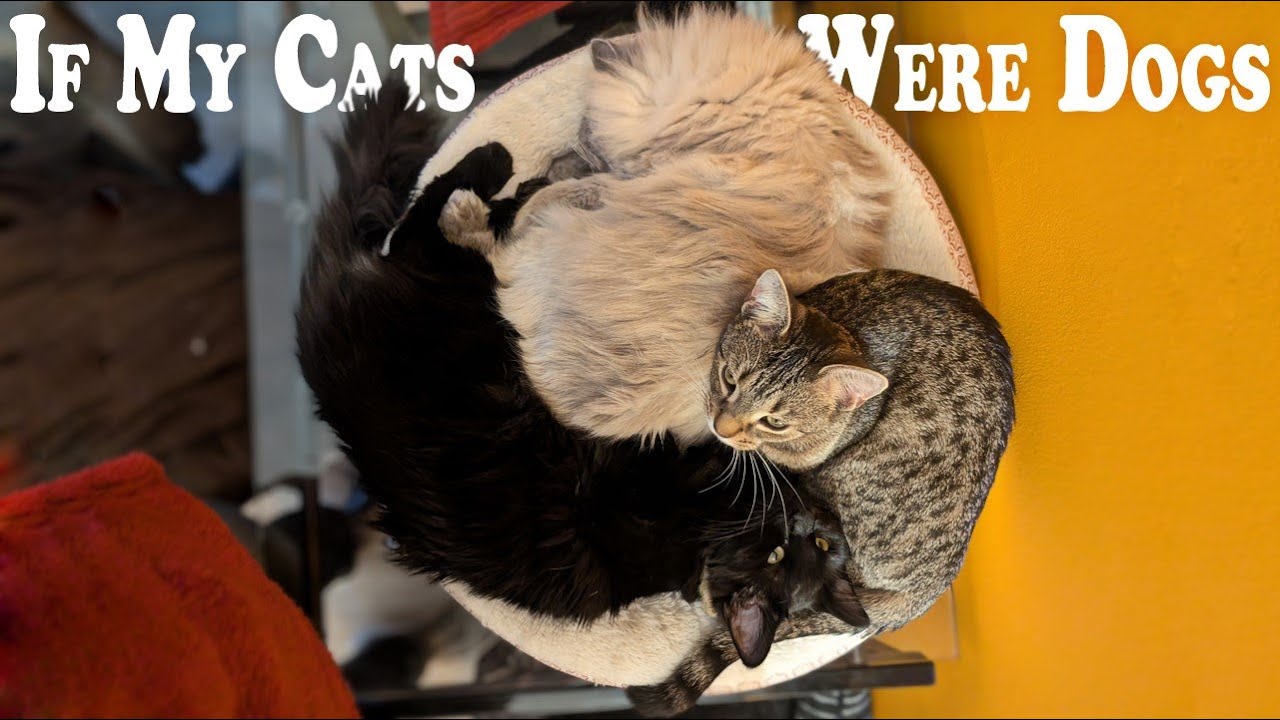 If my cats were dogs? - YouTube
