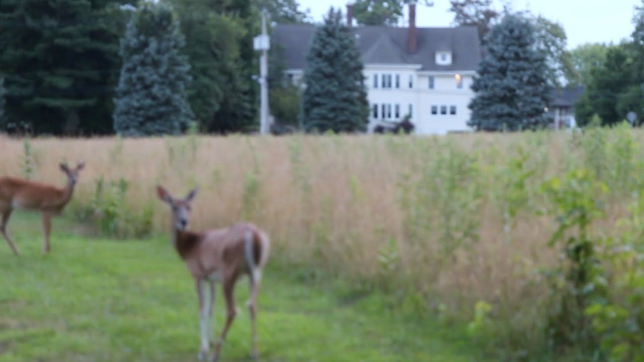 Запись в журнале № 38: Поместье Рейнвуд