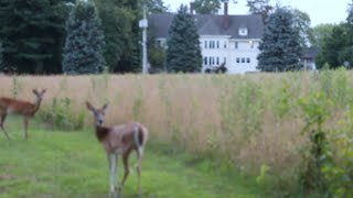 Log Entry #38: The Rainwood Estate