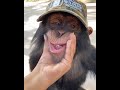Cute monkey friend