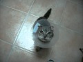 RAZMOT Le Plus Magnifique Des Minou 