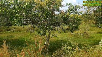 Bán đất ngang 39m x 32m đường nhựa Củ Chi tuyệt đẹp giá rẻ