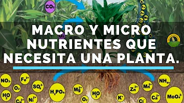 ¿Cuáles son los 17 micronutrientes?