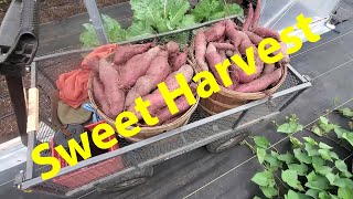Harvesting Sweet Potatoes