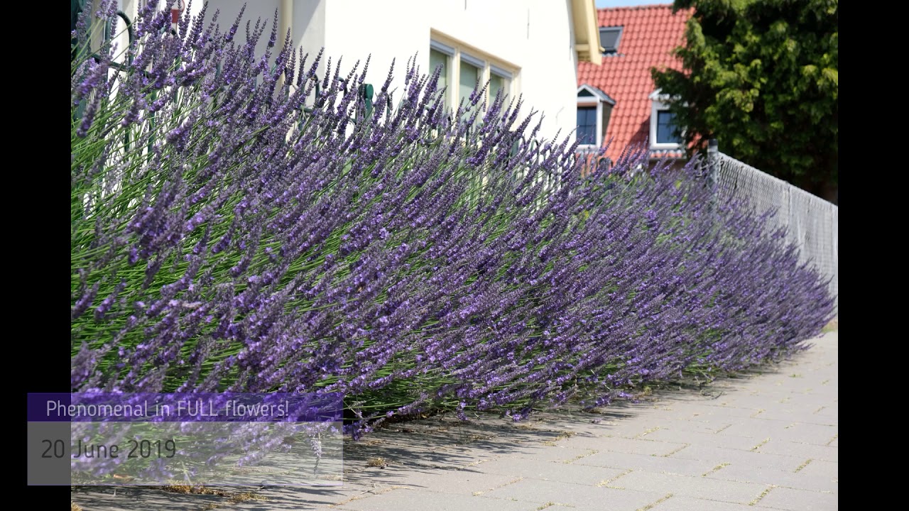 How to use Lavandula Phenomenal