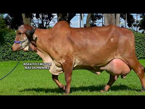 LOTE 03   MUT 4210