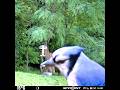 Blue jay eats birdseed and a raccoon’s in the background 6/17/26