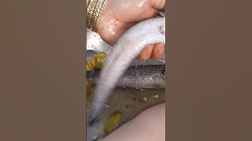 Cách Khử Mùi Tanh và Sạch Nhớt Cho Cá lốc