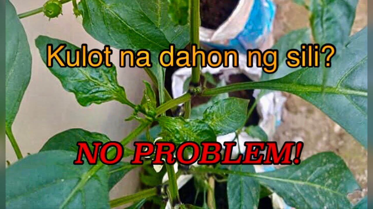 Kulot na dahon ng sili? Ito ang sulosyon!