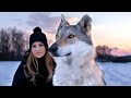 We met the world’s first domesticated foxes - YouTube