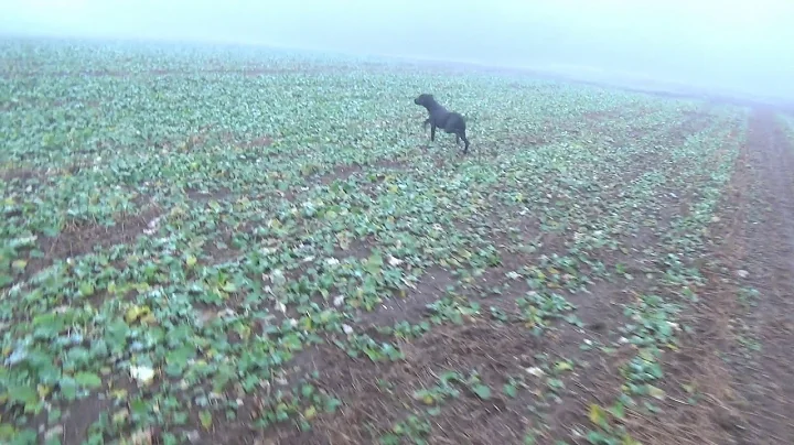 Misty morning doe .308 winchester power point