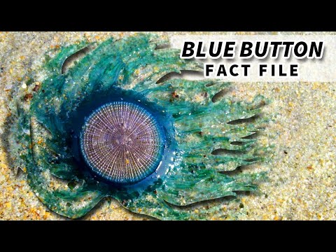 Blue Button Facts: NOT a JELLYFISH | Animal Fact Files