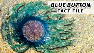 Blue Button Facts: NOT a JELLYFISH | Animal Fact Files