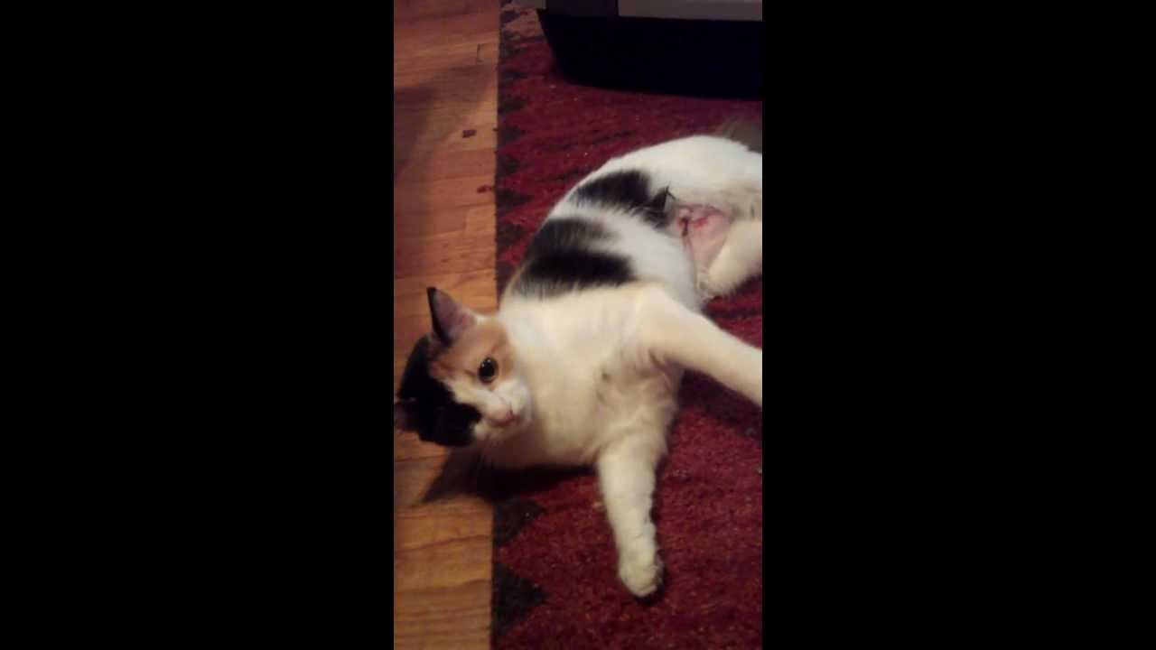 My cat after her spay 