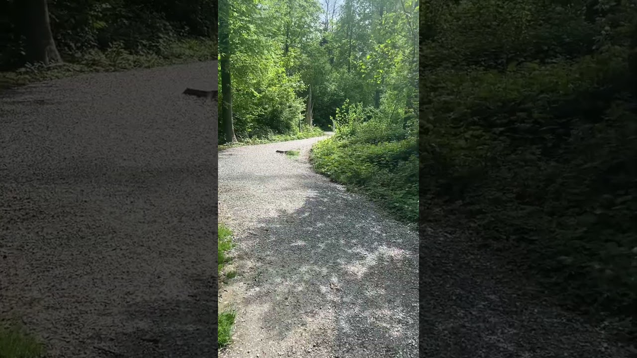 Join me on this walk im a city forest in zürich Switzerland