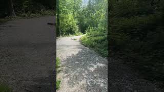 Join Me On This Walk Im A City Forest In Zürich Switzerland