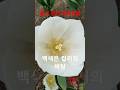백색 컬러 시리즈. 5탄 백튜립 모든 샙의 원천 바탕. 다른 컬러 탄생의 어머니다. 겉 꽃잎 여섯개가 속 꽃잎 여섯개를 보호 키워간다. #꽃잎 #튜립 #네덜란드 #사랑 #미이라
