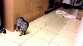 16weekold Egyptian Mau Kittens Playing  Funny Stalking!