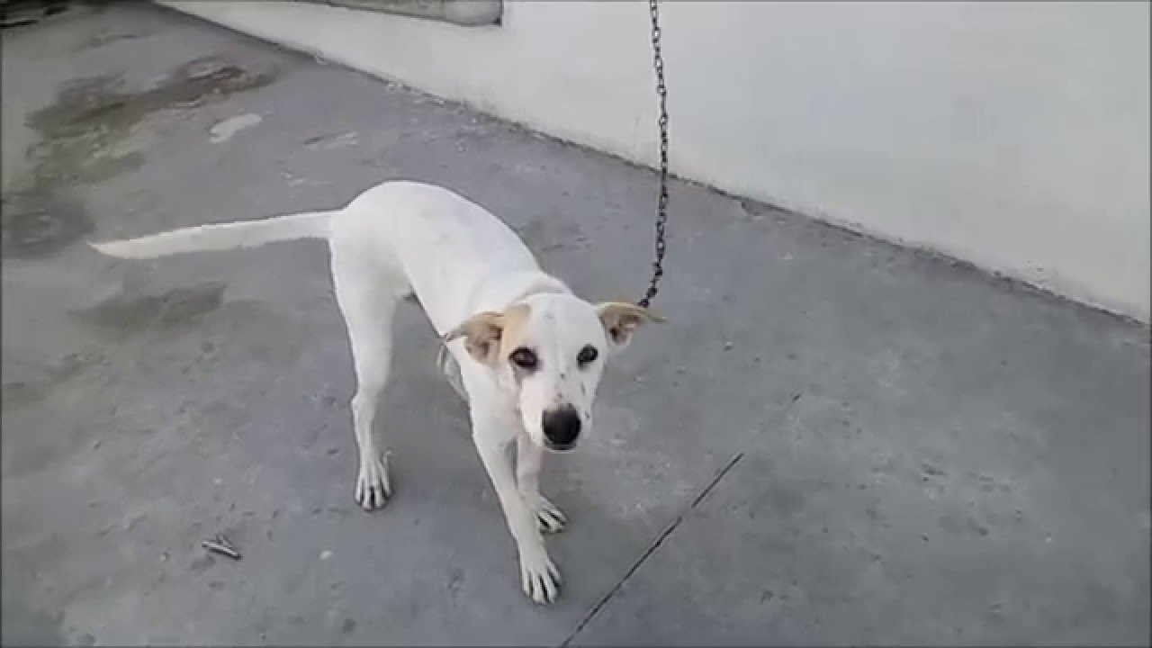 Review of Letv Le 1s Slomo_Video & Low light Photo Samples!