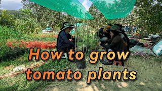 #13 how to grow tomato plants| My garden, gardening| Countryside Life