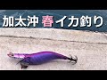 狙え春イカ！エギとオモリで船からコウイカ釣りがアツイ！