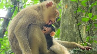 Wow Amazing  Rose Wash Baby Rex With Tongue So Strange, Clean Baby In The Morning, So Cute Monkey