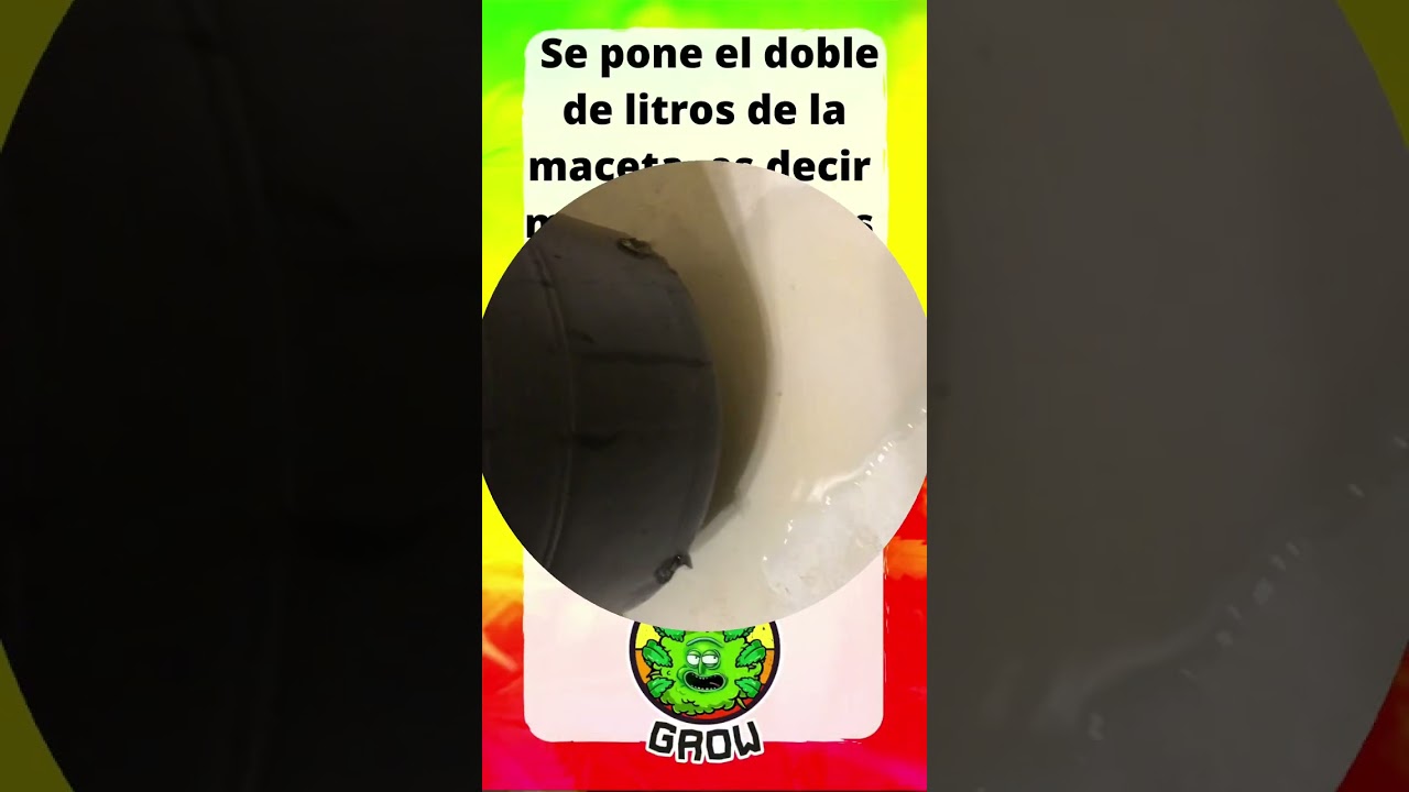 Cómo hacer lavado de raíces