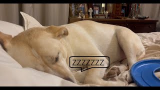 Lily the Snoring Dog sawing logs, all tuckered out after playing frisbee, yellow lab, silly dog