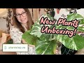 Unboxing 6 new plants  plantstopus  hoya monstera syngonium