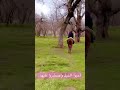 أحبوا الخيل واصطبروا عليها المغرب خواطر همسات Reels اللغة العربية همسات Cute Cute شعر 