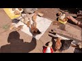 Raising chicks in the Village: A day-by-day journey
