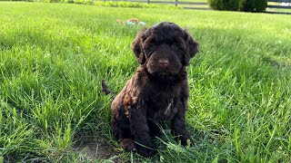 Paisley  Portuguese Water Dog Puppy