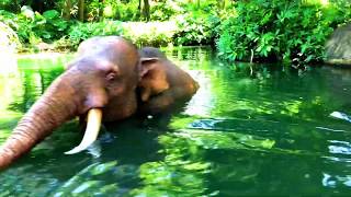 Jungle cruise/boat ride - hong kong disneyland
https://youtu.be/sth87fmgsog subcribe to my channel and hit the bell
notify videos :d https://www.youtub...