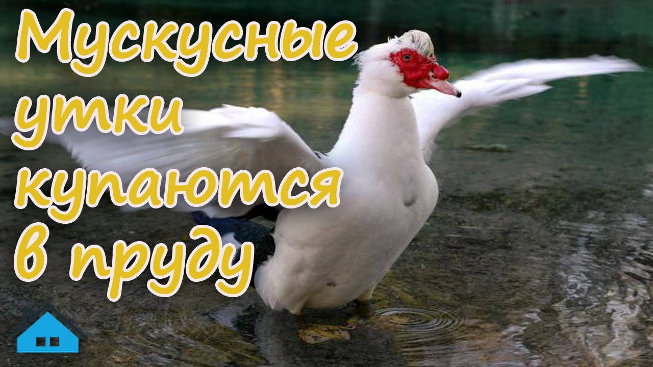 Мускусные утки купаются в пруду - YouTube