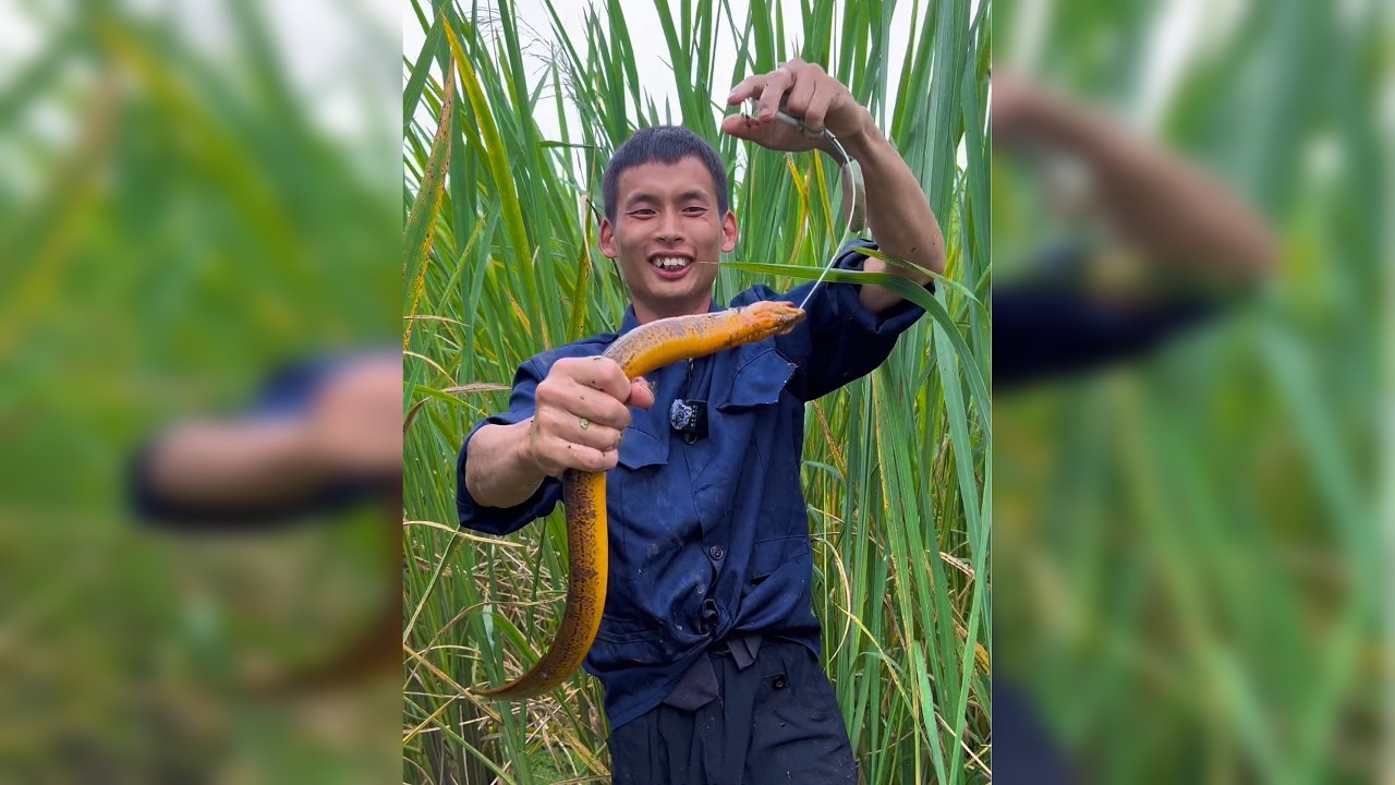 荒废了五年的甲鱼塘，抓着太过瘾了